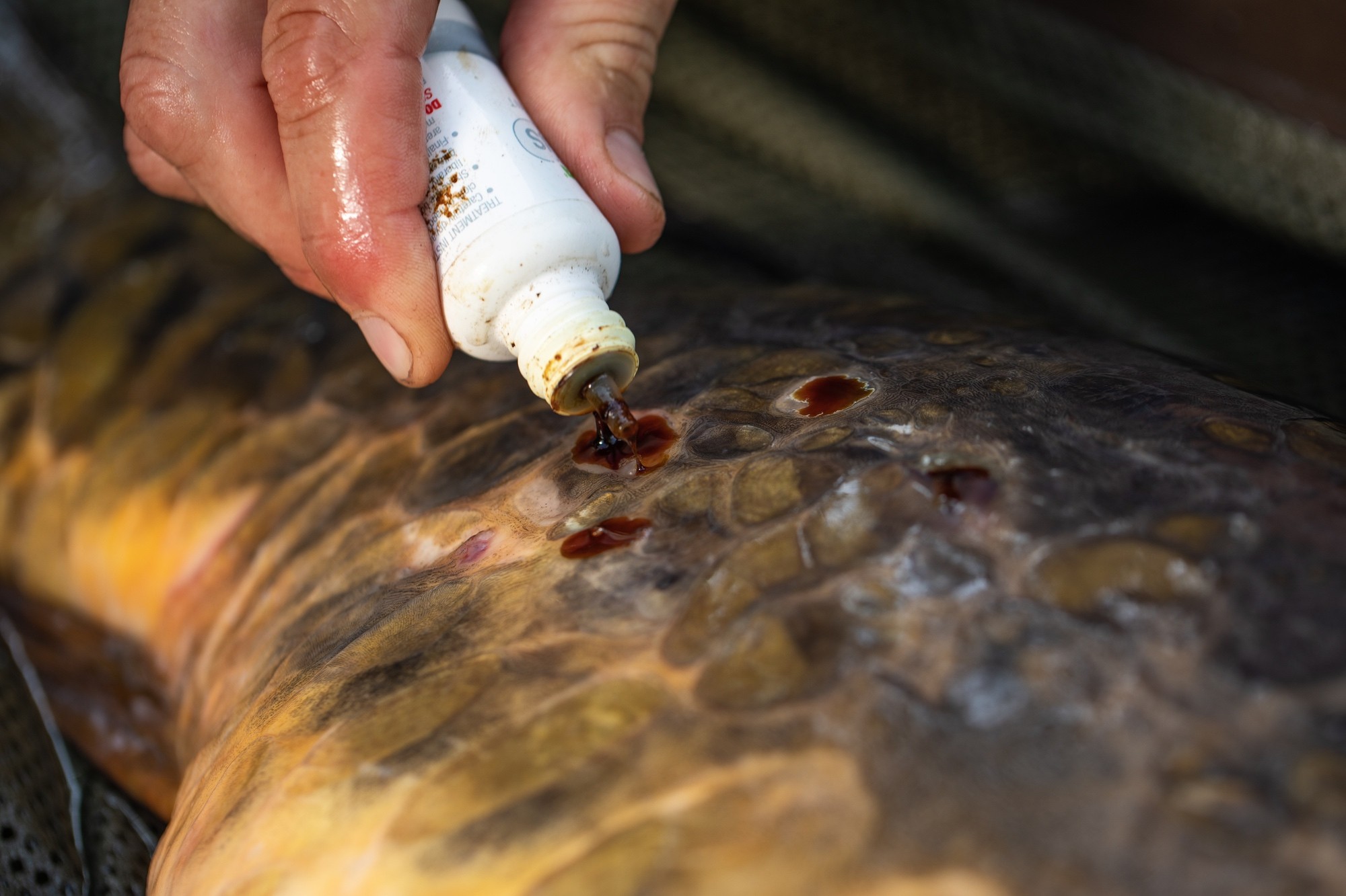 Korda Propolis Carp Treatment - Image 2